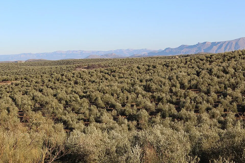 Olivar en la provincia de Jaén